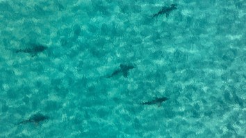 Dozens Of Sharks Swarm Fishing Boat Right Off The Beach In Florida (Video)