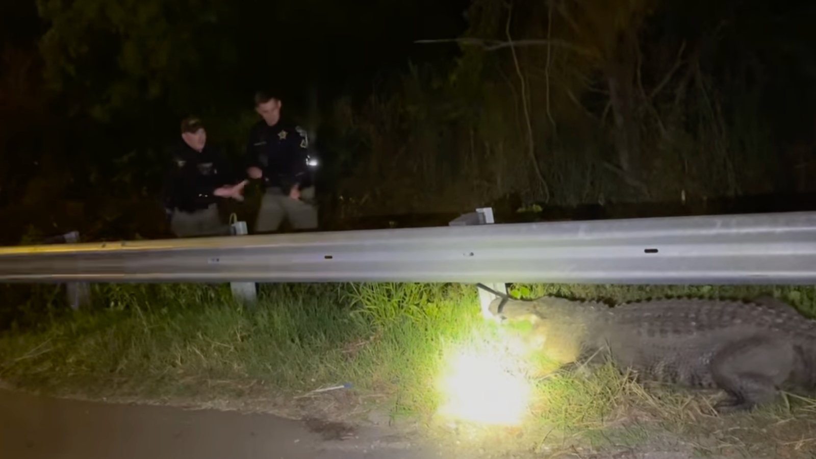 alligator wrangled twice in North Carolina