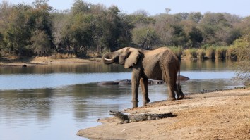 World’s Most Confident Crocodile Tries To Take On A Herd Of Elephants Multiple Times (Video)