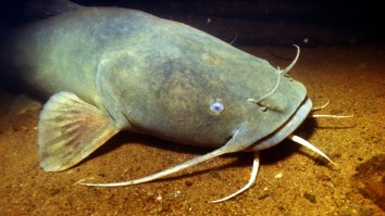Oklahoma Man Catches Massive Flathead Catfish The ‘Size Of A 6th Grader’