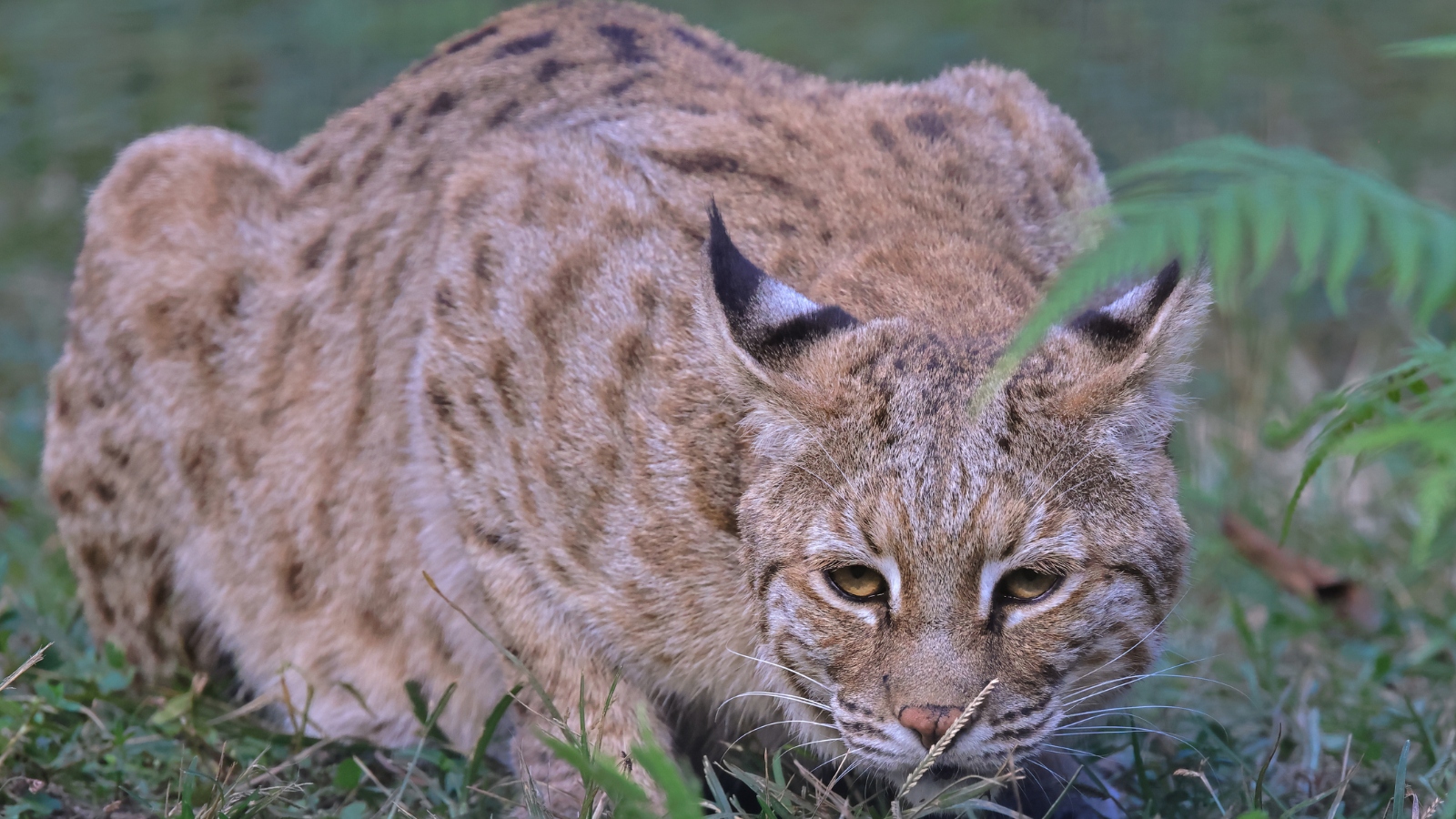 bobcat crouching before attack