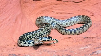 Bridesmaid Removes A Huge Snake From Her Sister’s Wedding After Channeling Steve Irwin