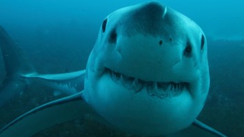 Largest Male Great White Shark Ever Tagged In The Atlantic Just Pinged Off North Carolina Hot Spot