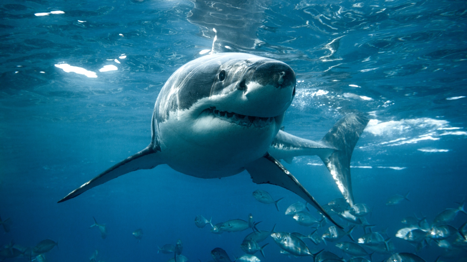 great white shark up close
