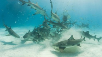 Florida Man Discusses Surviving Freak Shark Attack That Was Caught On Camera In The Bahamas