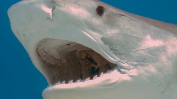 Florida Man Catches Massive 12-Foot Tiger Shark While Fishing From The Beach