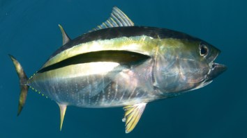 The 25 Best Tasting Fish In The World, A Very Unscientific Ranking