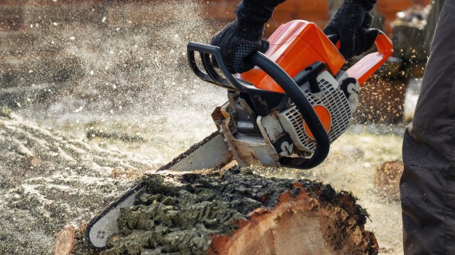 Woodcutter saws tree with chainsaw