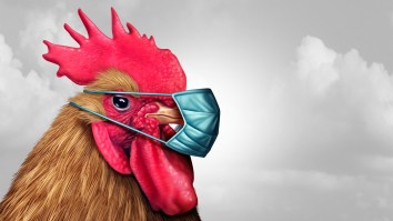 A Bird Flu Pandemic Is Coming, Says Ex-CDC Director, And Pet Cats Could Cause It