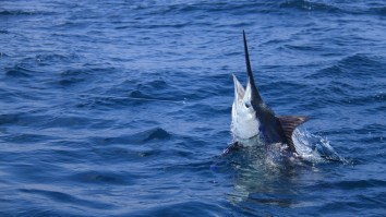 Enormous Grander Blue Marlin Caught In Madeira Measured Over 11ft Long And 1,042-Pounds