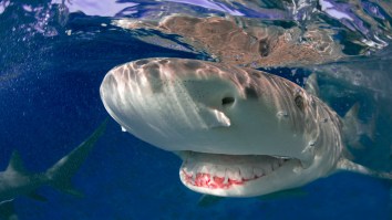 Fisherman Catches Rare Piebald Lemon Shark That Looks Like A Marshmallow Dropped In Dirt