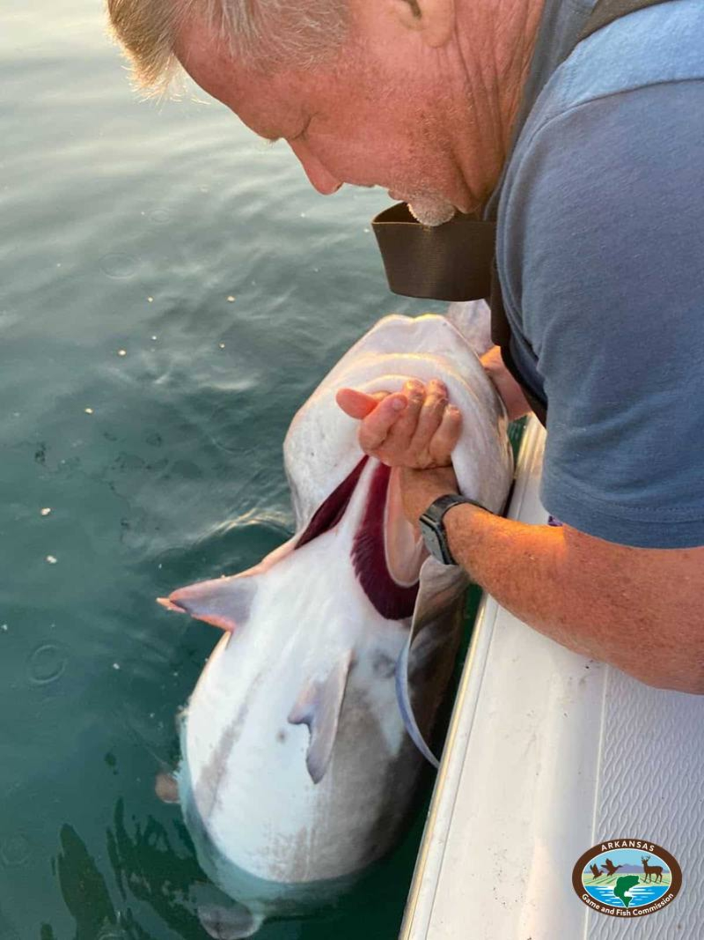 Arkansas state fishing record for paddlefish