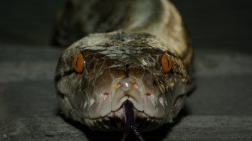 Missing Person Found Inside 16-Foot Python Is 5th Human Eaten By A Snake In Indonesia Since 2017