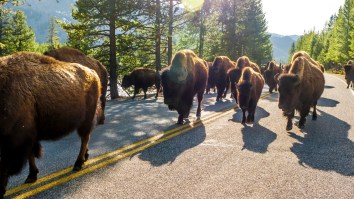 Florida Man Becomes First Person This Year To Be Gored By A Yellowstone Bison