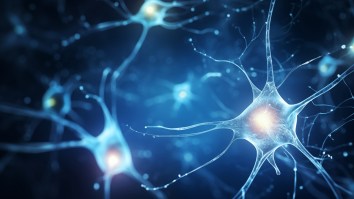 Scientists Have Grown ‘Mini Brains’ From Cells Of Multiple People For The First Time Ever
