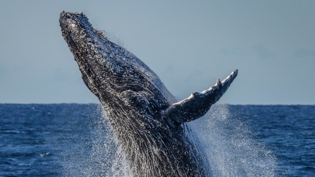 breaching humpback whale