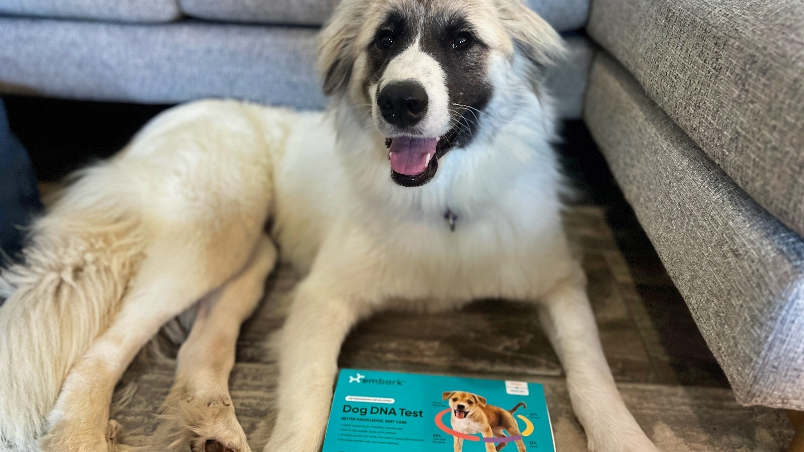 Great Pyrenees x Anatolian Shepherd mixed breed dog with Embark Vet DNA results
