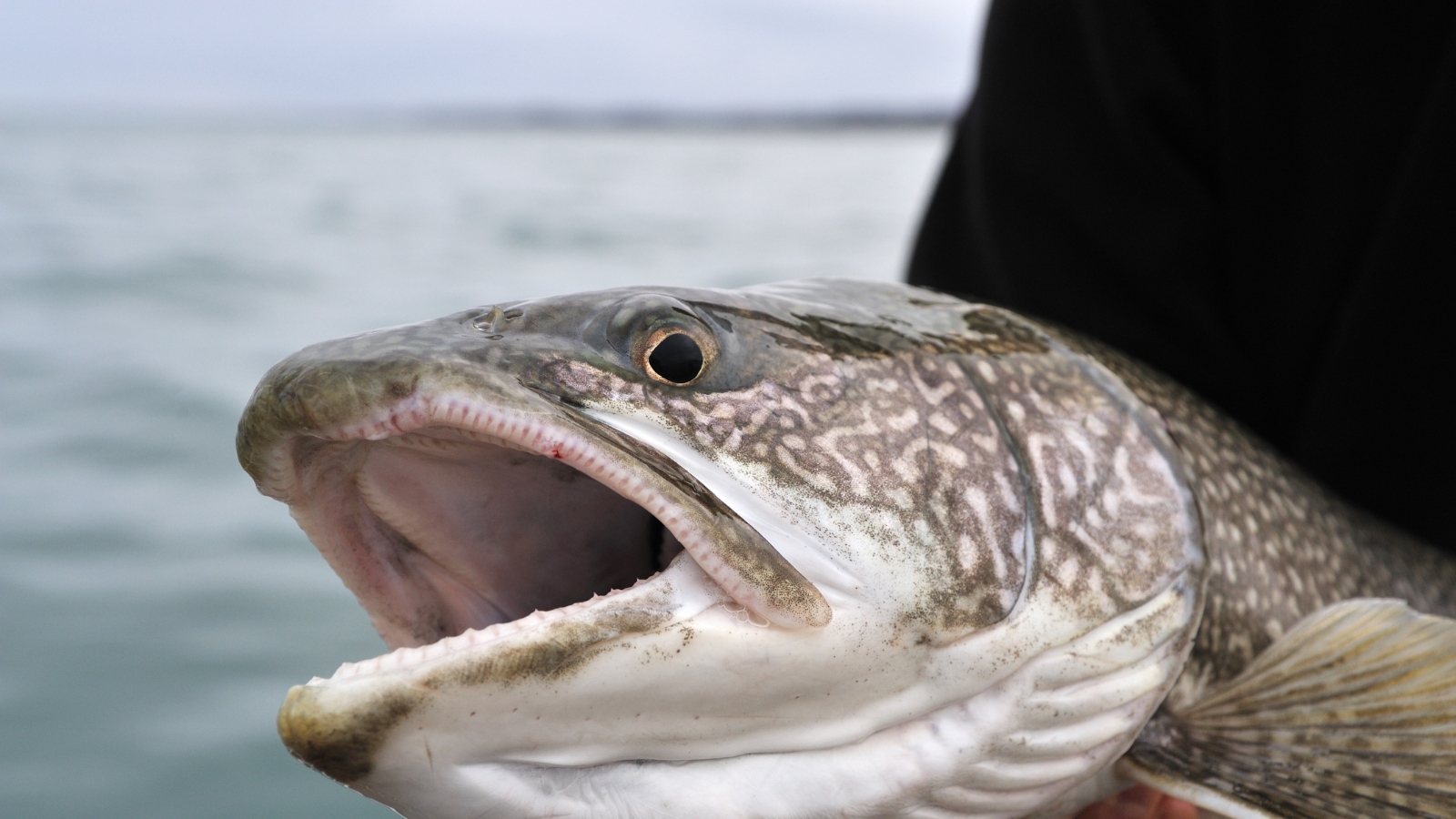 enormous lake trout caught while fishing in Massachusetts