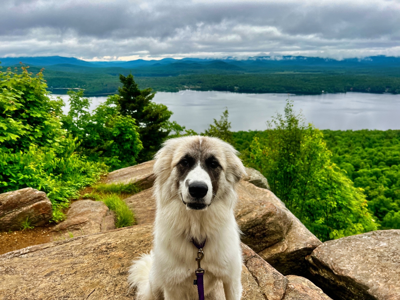 Great Pyrenees x Anatolian Shepherd mixed breed dog