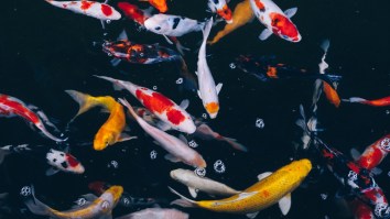 Bow Fishermen Capture World Record 24.5lb Koi Fish In Michigan That Looks Like A Goldfish On Steroids