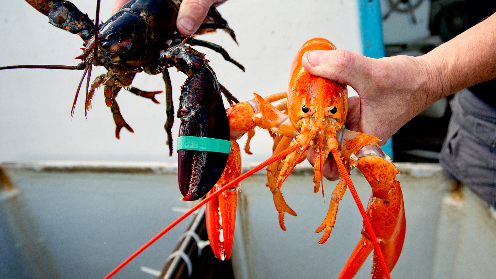 bright orange lobster