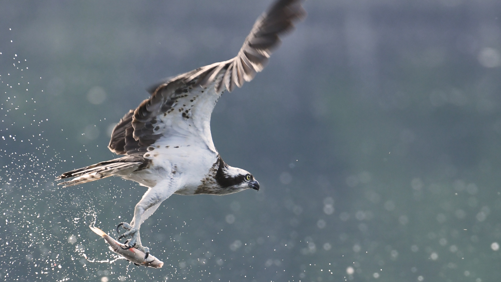 flying osprey bird carrying a fish