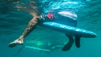 Australian Scientists May Have Discovered A Shockingly Simple Way To Prevent Shark Attacks