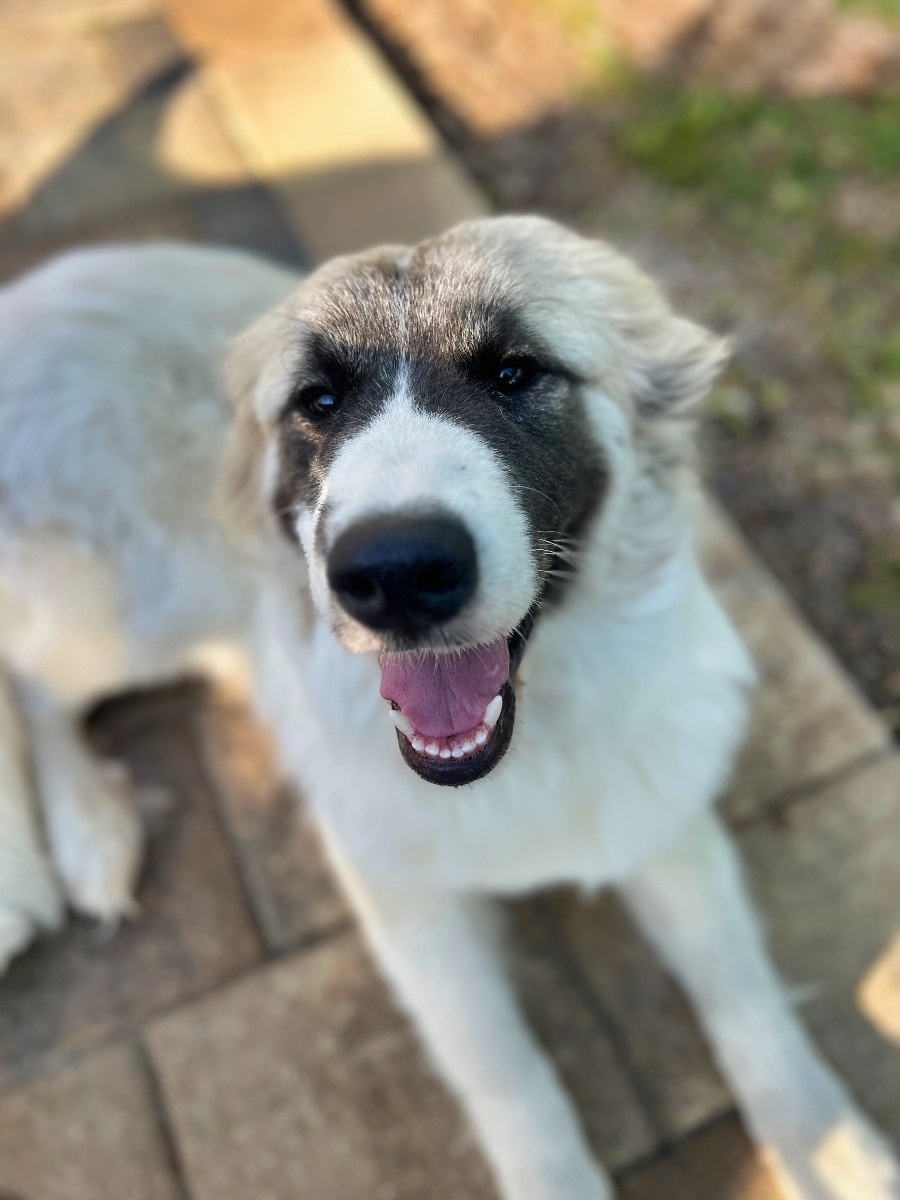 Great Pyrenees x Anatolian Shepherd mixed breed dog