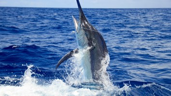Absolutely Massive 1081.5-Pound Blue Marlin Is First ‘Grander’ Caught In Kona This Year