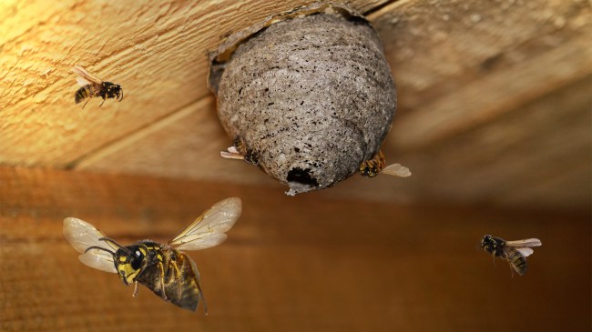dangerous wasp nest in a building