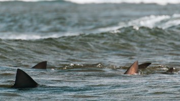 Nantucket Beachgoers Rescue Great White Shark That Was Stuck On The Beach