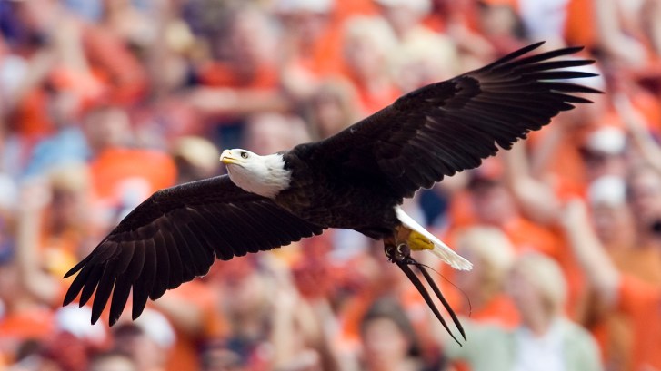 War Eagle at Auburn game