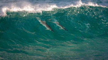 Surfer And A Dolphin Both Drop Into The Same Wave And Share A Ride In Crystal Clear Water