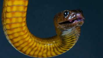 S.C. Man Bitten By World’s Most Venomous Snake Receives Backlash From Exotic Pet Community For Careless Behavior