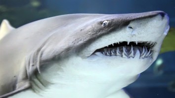 Snorkeler Has Very Relatable Reaction After Being Warned About Shark Just A Few Feet Away
