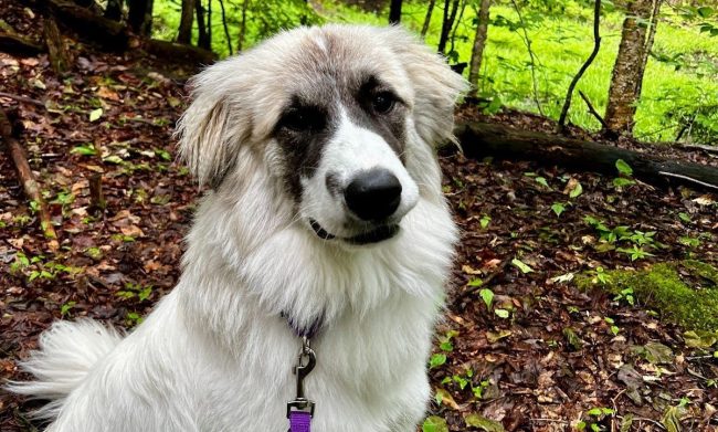 Embark Dog DNA test