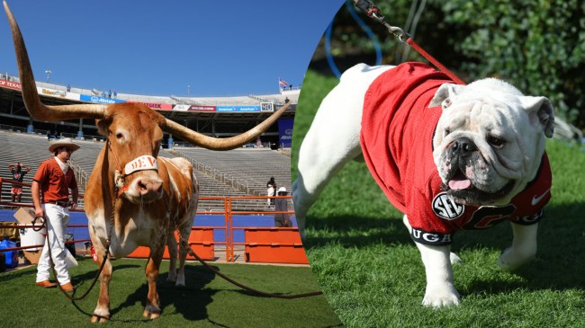 Texas Bevo Georgia UGA