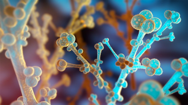 Candida auris fungi - medical 3d illustration