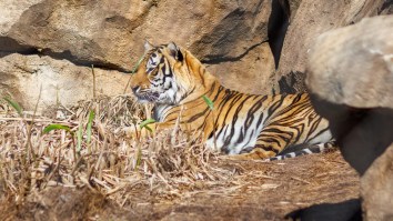 LSU Under Fire For Plan To Have Live Caged Tiger At Alabama Football Game