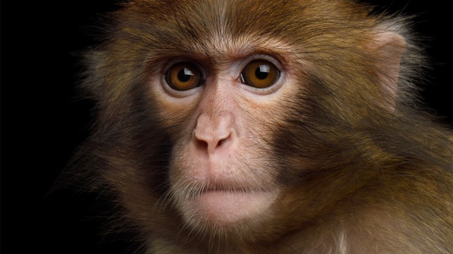 macaque monkey stares at camera
