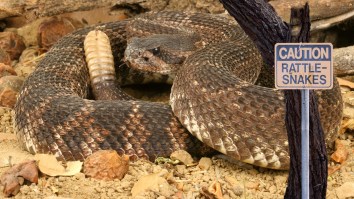 California Family Hit With $297K Bill For Toddler’s Snake Bite Treated With Antivenom That Reportedly Costs $9 To Make