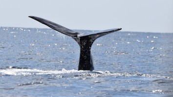 ‘Exploding Whale Day’ Is Now An Official Holiday In Oregon To Commemorate America’s First Viral News Story