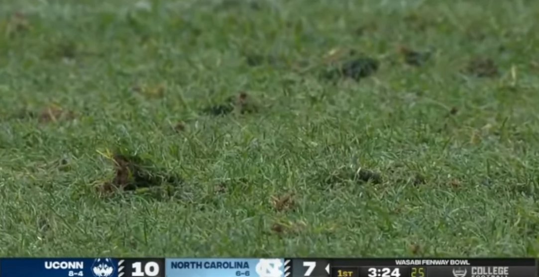 Fenway Bowl Field Grass