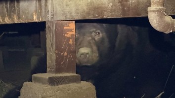 California Man Finds 525-Pound Bear Hiding Under House After He Was Forced To Evacuate Due To Wildfires
