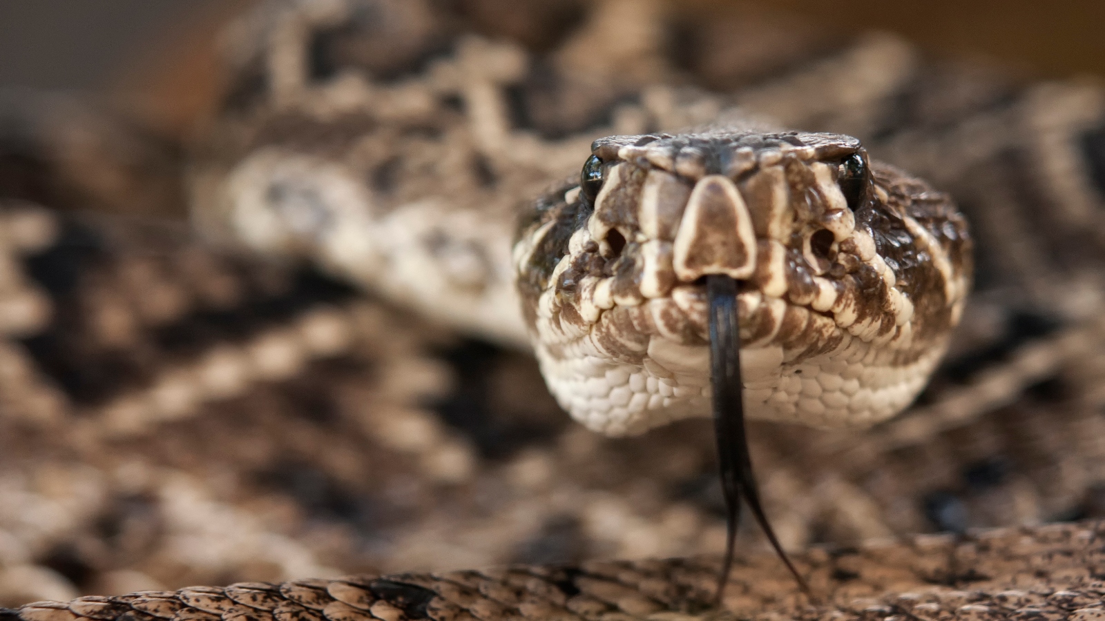 Eastern Diamondback Rattlesnake close up photo