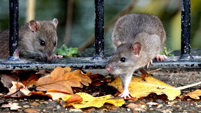 two brown rats stepping through the railings of a fence