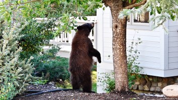 500+ Pound Bear Found Living Under A Pasadena Home After The Wildfires Is Refusing To Move