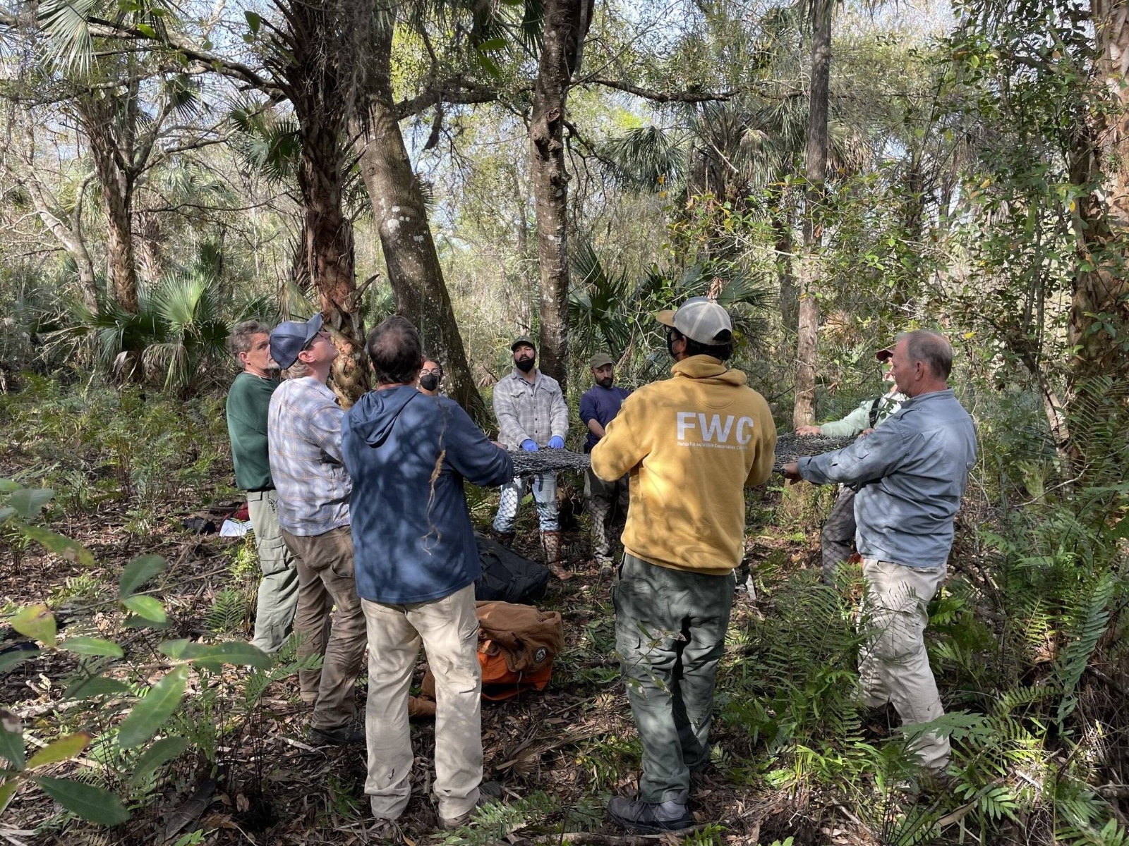field biologists catching falling Florida panther