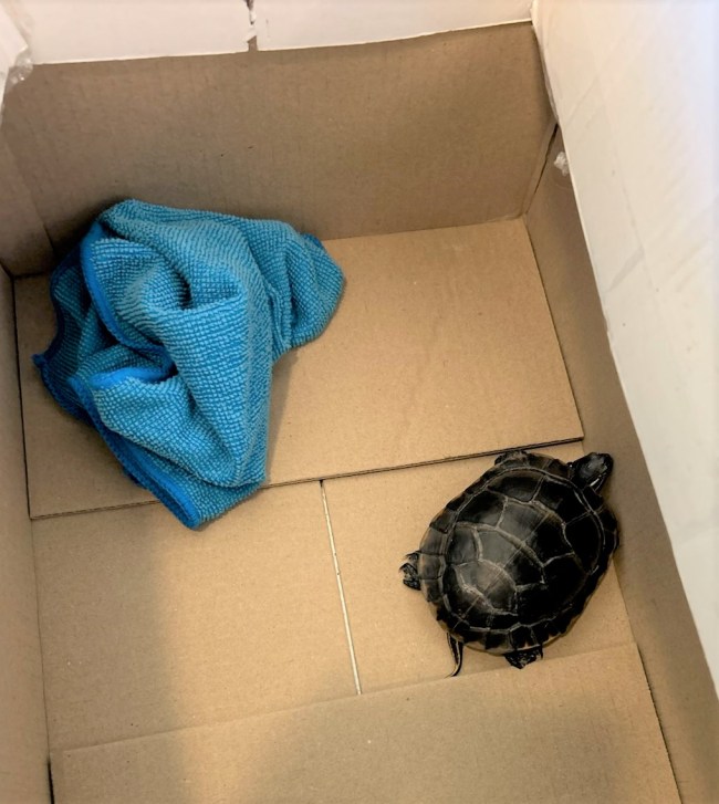 red-ear slider turtle confiscated by TSA