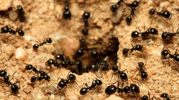 Kenyan Authorities Bust Massive (And Surprisingly Lucrative) Ant Smuggling Operation